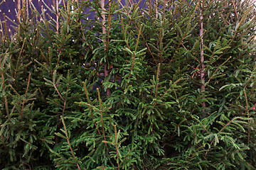 Image showing close up of natural fir trees at christmas market