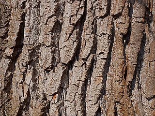 Image showing Willow bark close-up