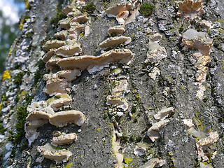 Image showing Fungus on a birch tree stem