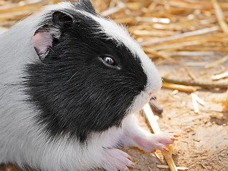 Image showing Guinea pig close-up