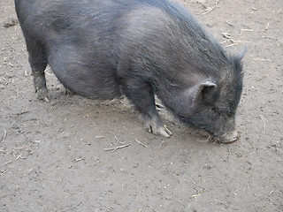 Image showing Vietnamese potbellied pig