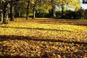 Image showing yellow leaves in autumn in the park on a sunny day