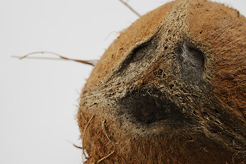 Image showing coconut look like a human face