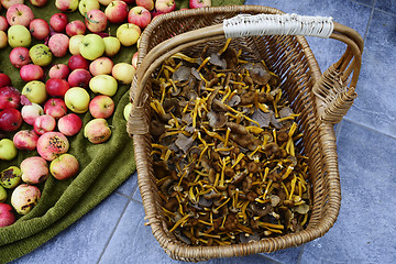 Image showing wicker basket with mushrooms craterellus tubaeformis and apples