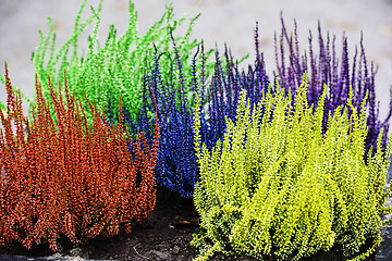 Image showing yellow, red, green and blue decorative heather