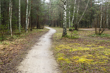 Image showing spring landscape with footpath in the woods