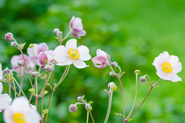 Image showing Pale pink flower Japanese anemone, close-up. Note: Shallow depth