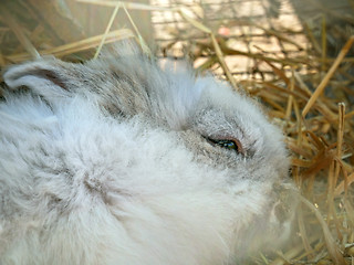 Image showing Fluffy Rabbit close-up