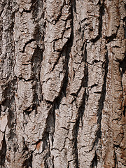 Image showing Bark of willow, close-up