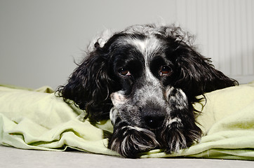 Image showing spaniel sad looking at the camera