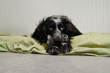 Image showing spaniel sad looking at the camera