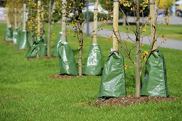 Image showing planting trees in the city