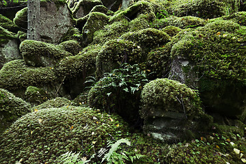 Image showing stones covered with moss in the forest