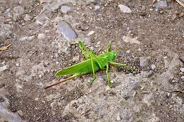 Image showing Grasshopper green