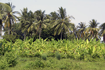 Image showing Palm trees