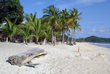 Image showing Palm trees on the beach