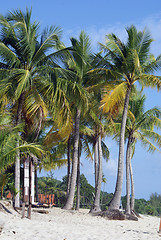 Image showing Palm trees