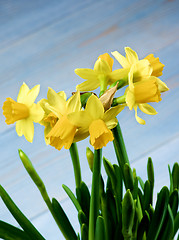 Image showing Wild Yellow Daffodils