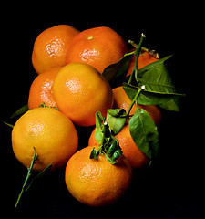 Image showing Ripe Tangerines with Leafs