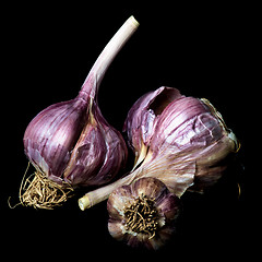 Image showing Ripe Dried Garlic