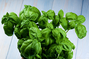 Image showing Fresh Green Basil 