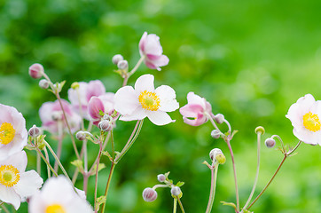 Image showing Pale pink flower Japanese anemone, close-up. Note: Shallow depth