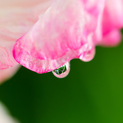 Image showing Light pink gladiolus flower, close-up