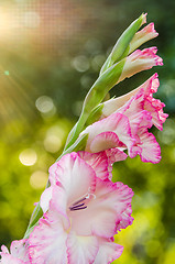 Image showing Light pink gladiolus flower, close-up