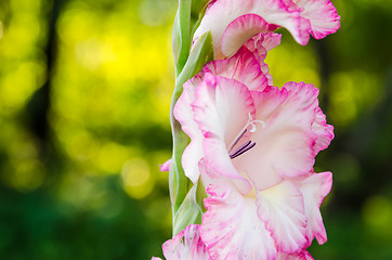 Image showing Light pink gladiolus flower, close-up