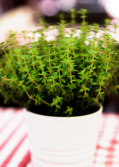 Image showing Fresh Thyme in Pot