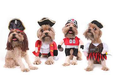 Image showing Funny Multiple Dogs in Pirate and Football Costumes