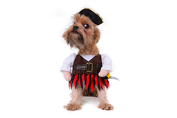 Image showing Funny Mutt Dog in Pirate Inspired Clothing Costume