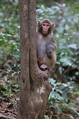 Image showing Feral Rhesus Monkeys Living in Zhangjiajie National Park China