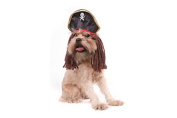 Image showing Funny Mutt Dog in Pirate Inspired Clothing Costume