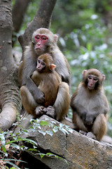 Image showing Feral Rhesus Monkeys Living in Zhangjiajie National Park China