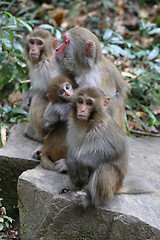 Image showing Feral Rhesus Monkeys Living in Zhangjiajie National Park China