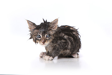 Image showing Wet and Mad Kitten After a Bath