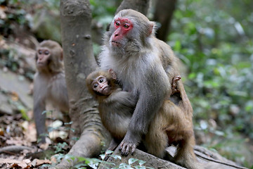 Image showing Feral Rhesus Monkeys Living in Zhangjiajie National Park China