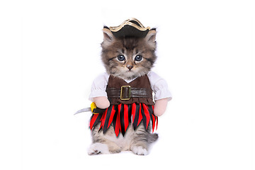 Image showing Serious Kitten in Pirate Inspired Clothing Costume