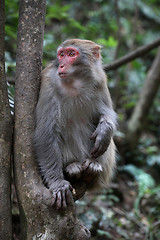 Image showing Feral Rhesus Monkeys Living in Zhangjiajie National Park China