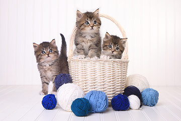 Image showing Cute Kittens With Balls of Yarn