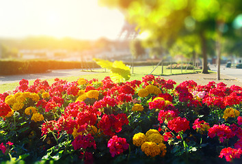 Image showing Bright flower bed