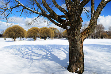 Image showing trees in a winter park