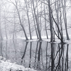 Image showing trees in the park during the spring high water