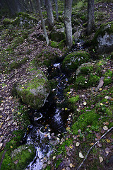 Image showing creek in the forest among the stones and moss