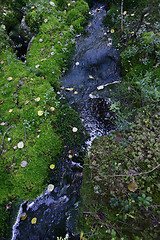 Image showing creek in the forest among the stones and moss