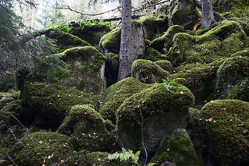 Image showing stones covered with moss in the forest