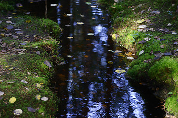 Image showing creek in the forest among the stones and moss