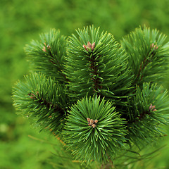 Image showing Fluffy Pine Shoots