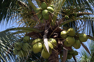 Image showing Coconut